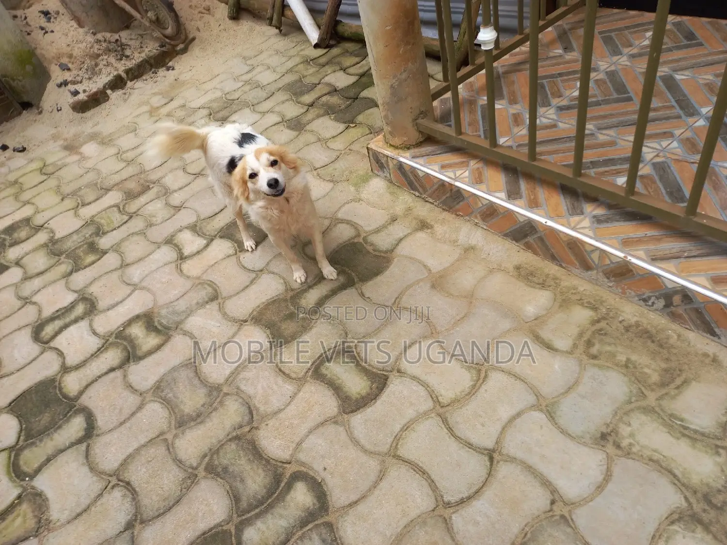 1-3 months Male Purebred Japanese Spitz