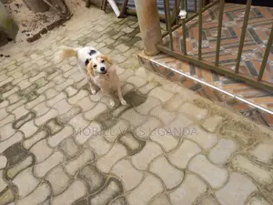 1-3 months Male Purebred Japanese Spitz
