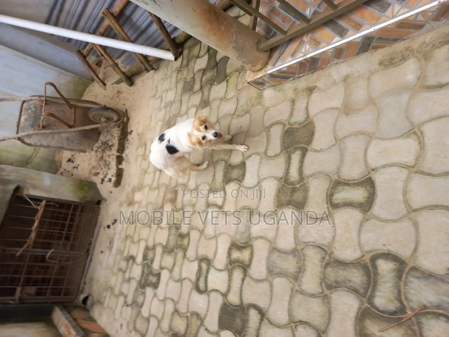 3-6 months Male Purebred Jack Russell Terrier