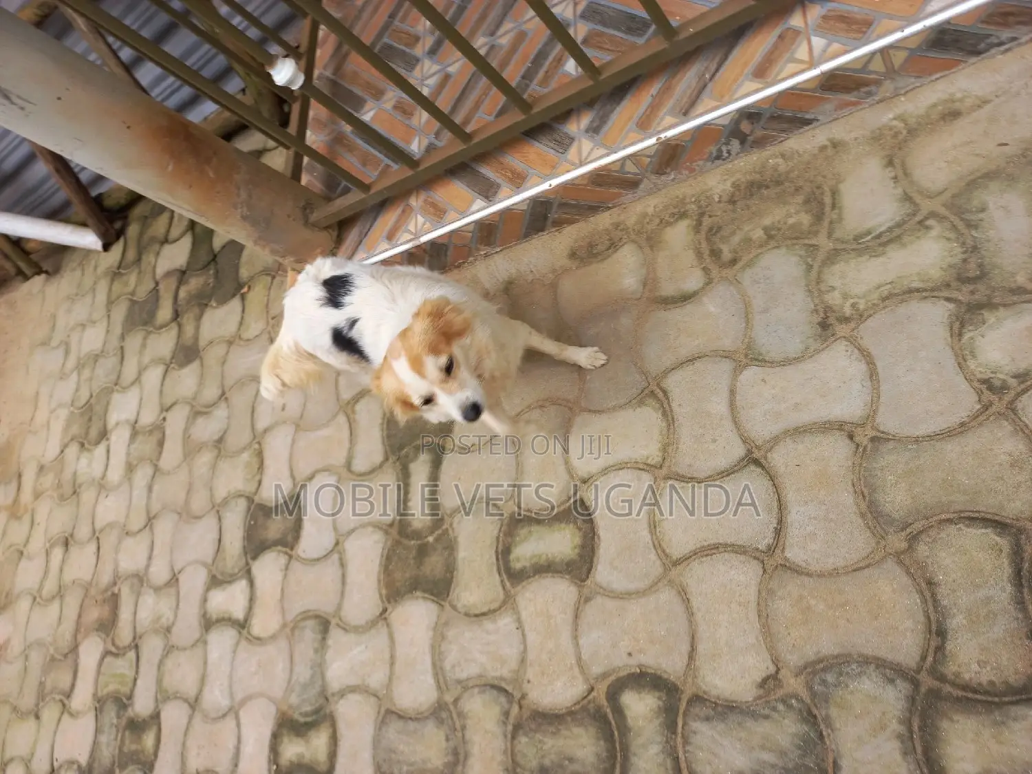 6-12 months Female Purebred Japanese Spitz
