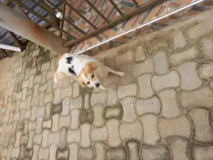 6-12 months Female Purebred Japanese Spitz