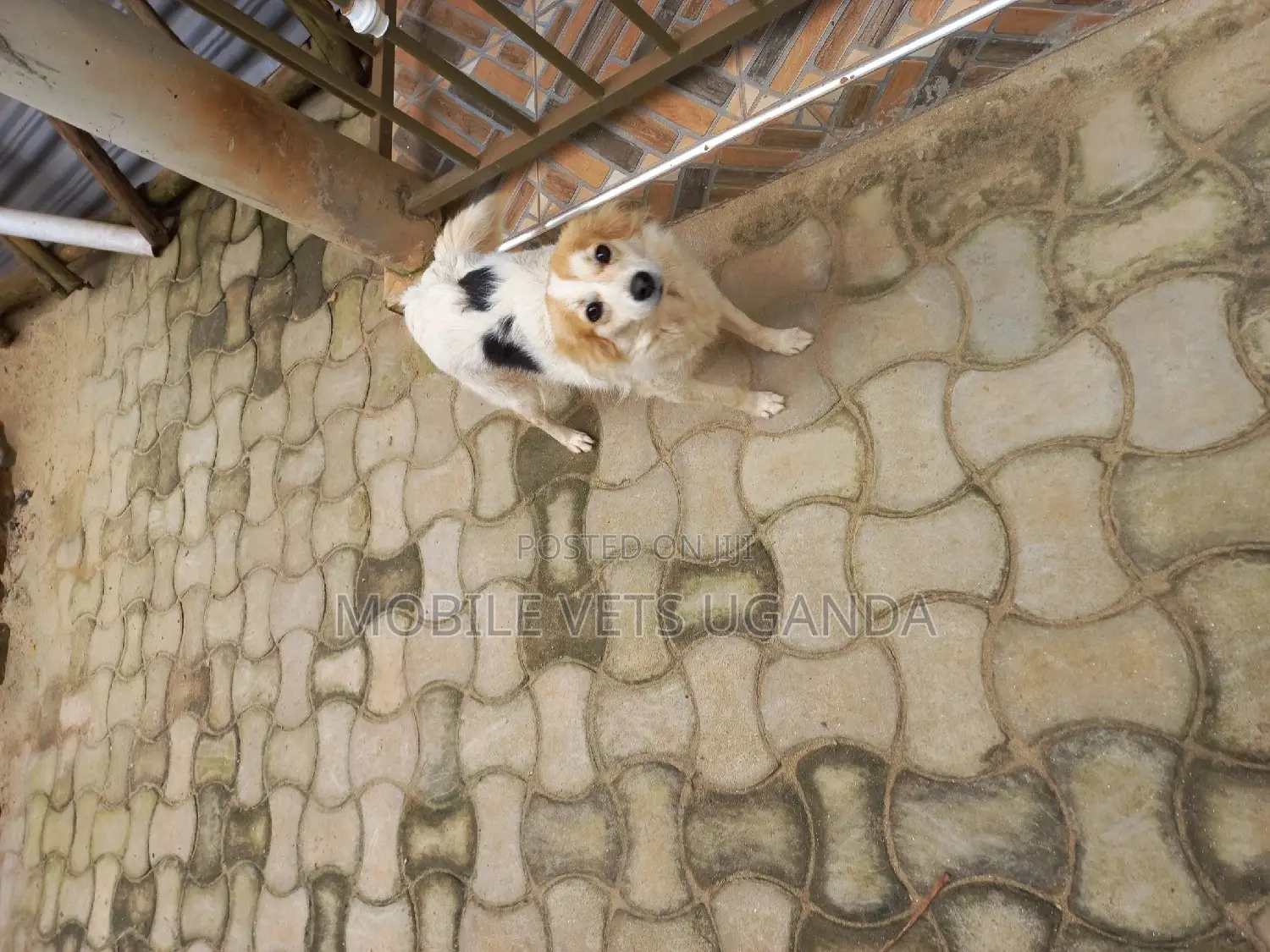3-6 months Male Purebred Jack Russell Terrier