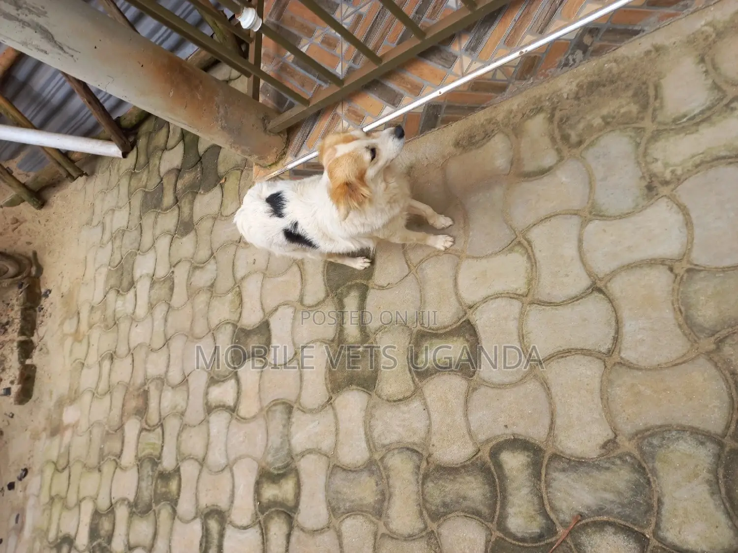 6-12 months Male Purebred Japanese Chin