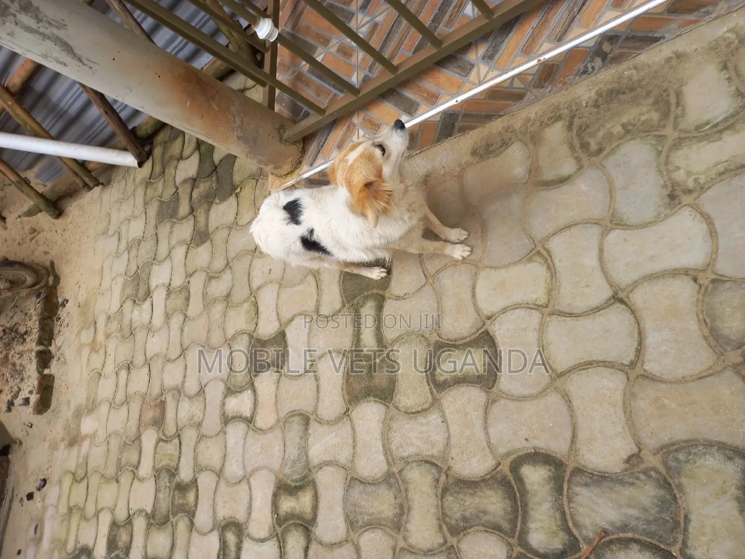 1+ year Female Purebred Jack Russell Terrier