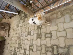 1+ year Female Purebred Jack Russell Terrier