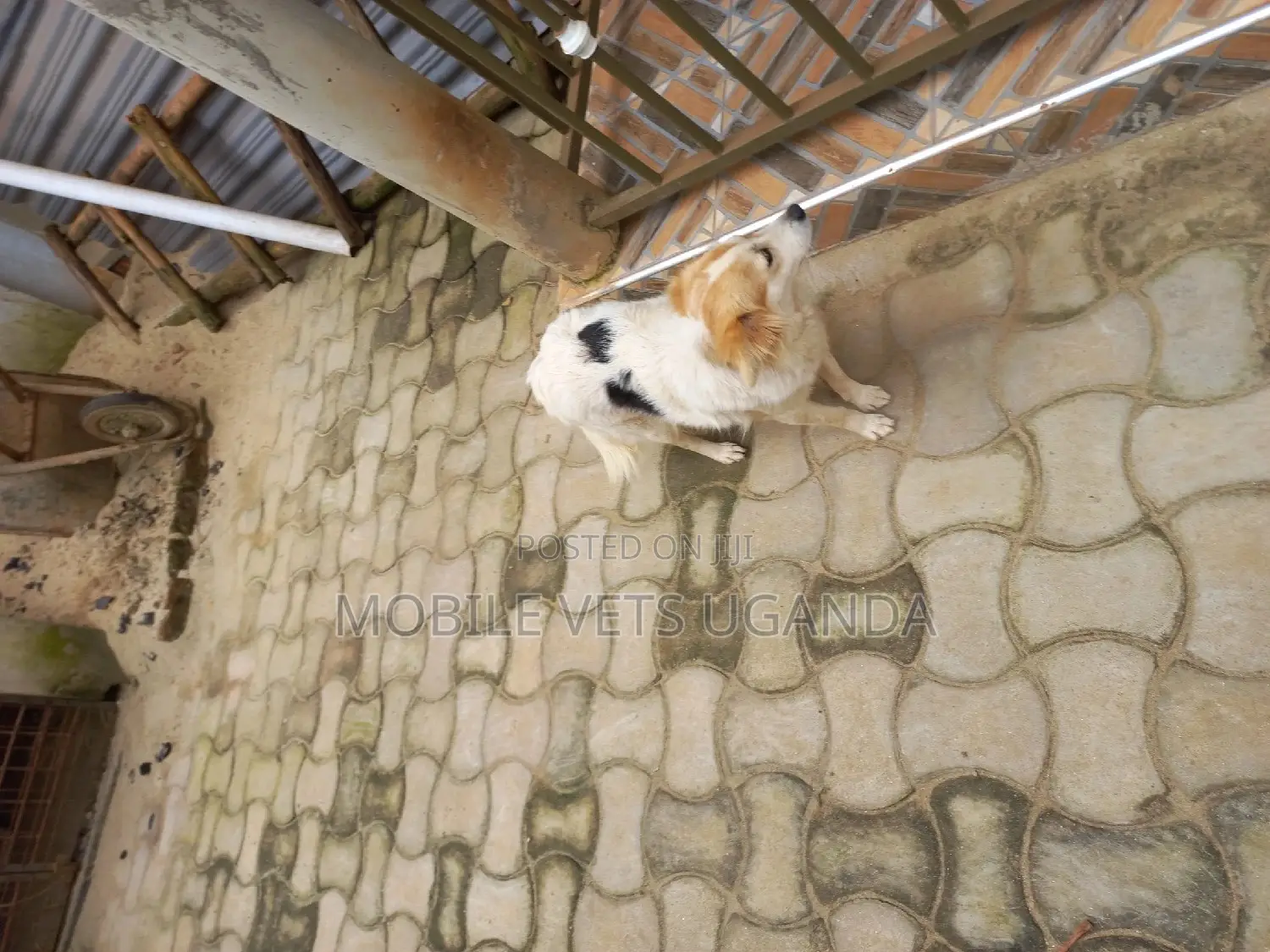6-12 months Female Purebred Kooikerhondje