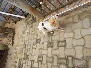 6-12 months Female Purebred Kooikerhondje