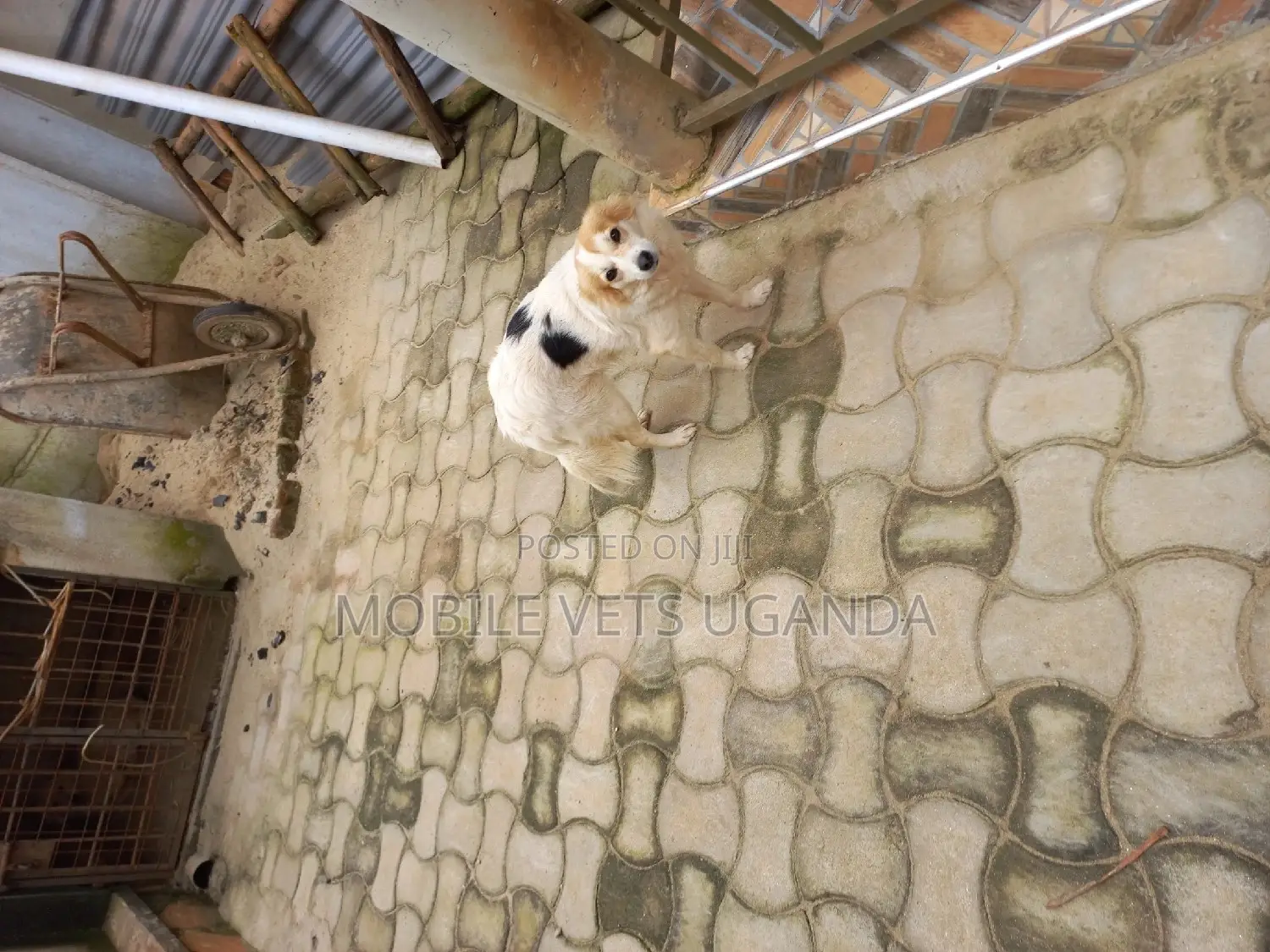 3-6 months Female Purebred Japanese Spitz