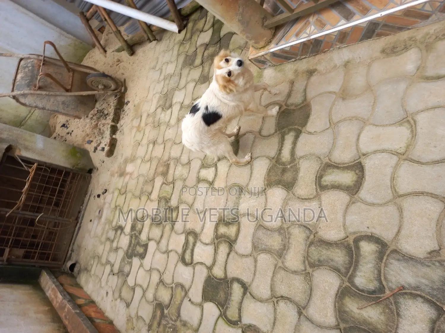 1-3 months Male Purebred Japanese Chin