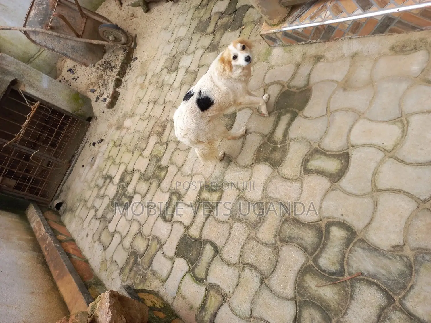 6-12 months Male Purebred Japanese Chin