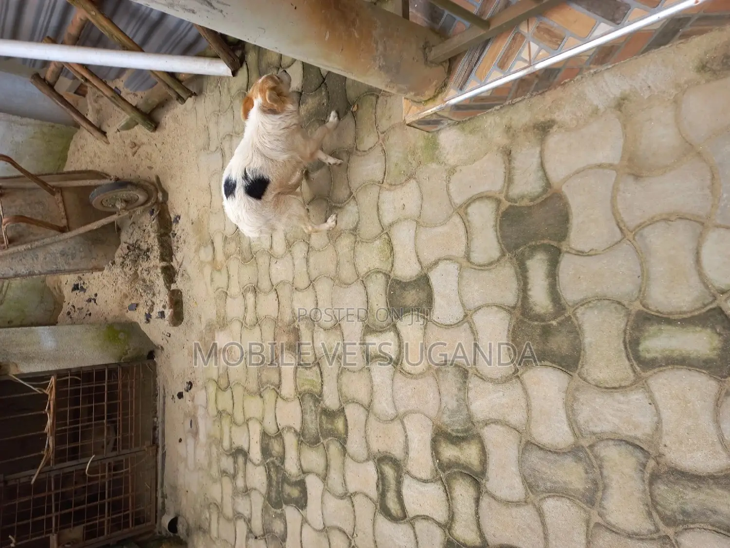 1+ year Female Purebred Japanese Spitz