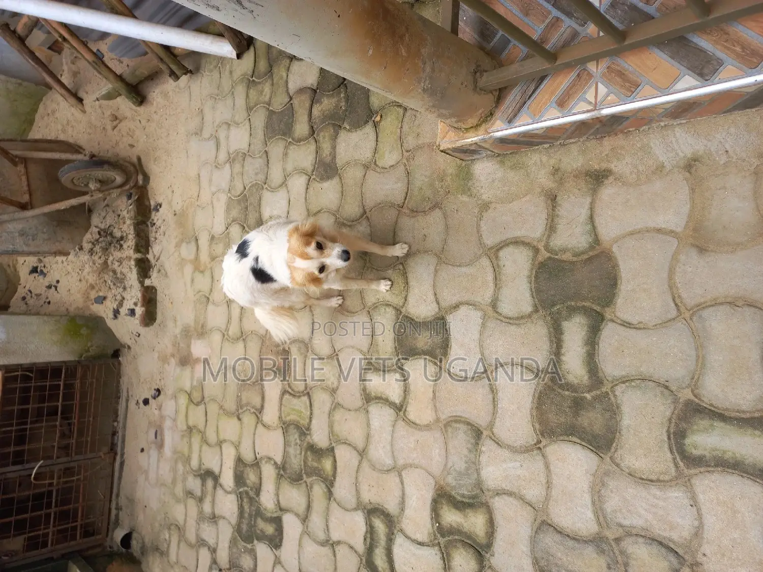 6-12 months Male Purebred Japanese Chin