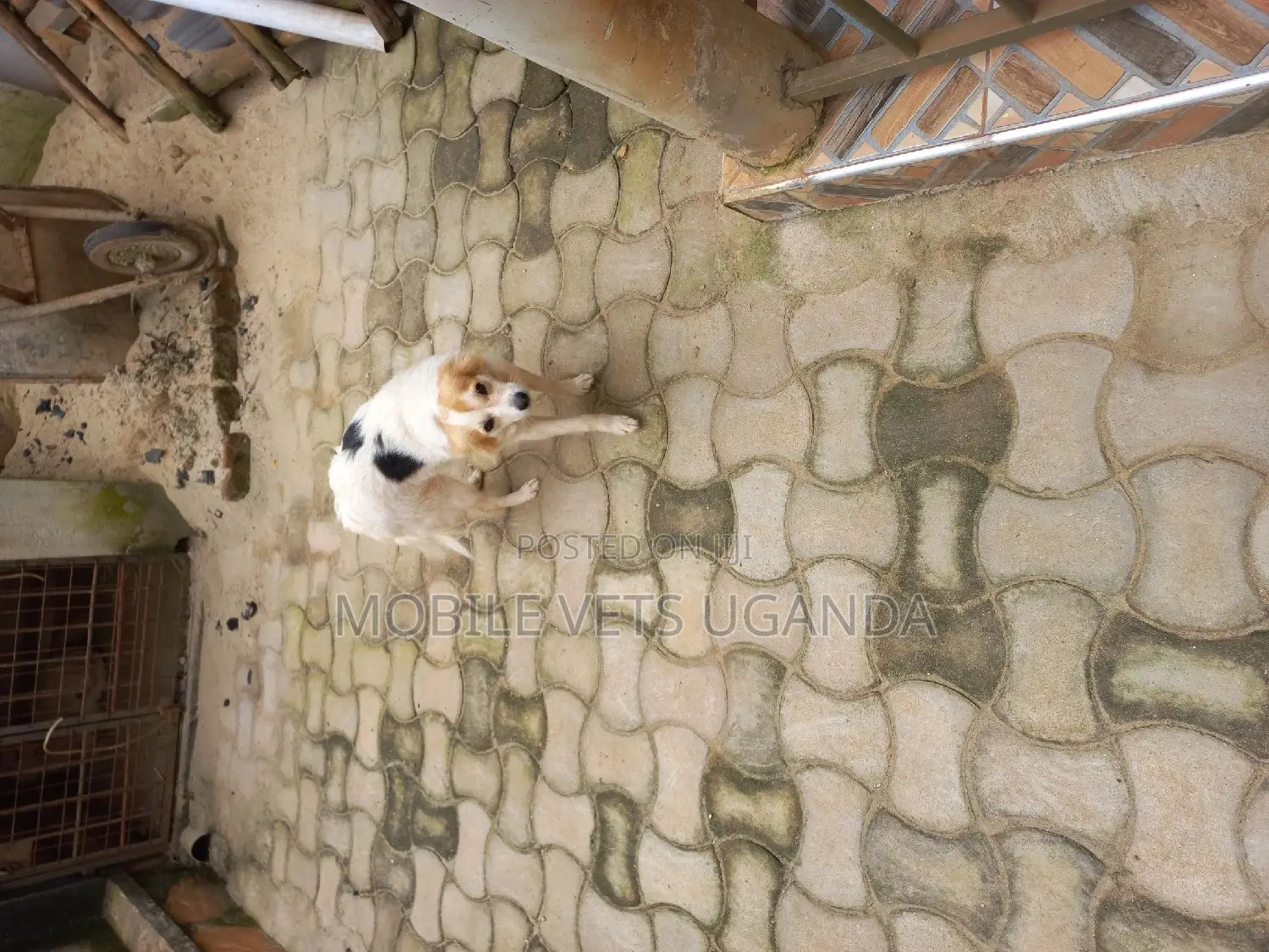 1+ year Female Purebred Japanese Spitz