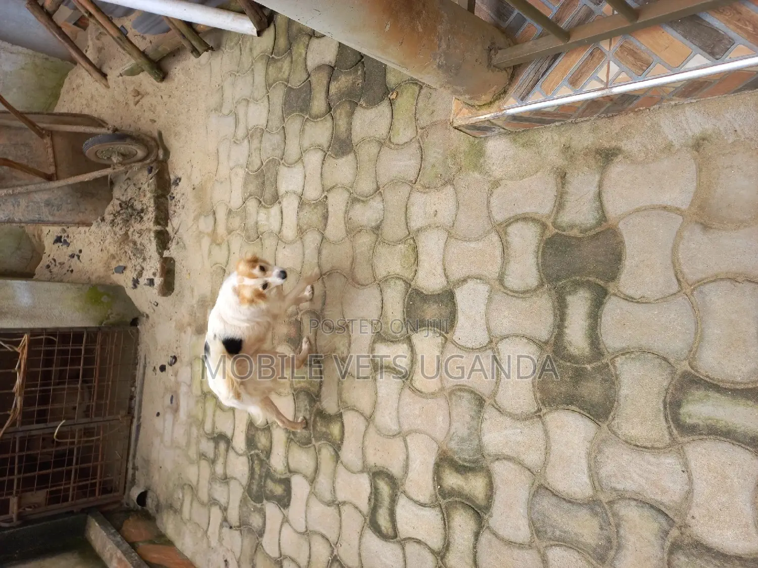 6-12 months Male Purebred Jack Russell Terrier