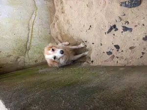 3-6 months Male Purebred Korean Jindo