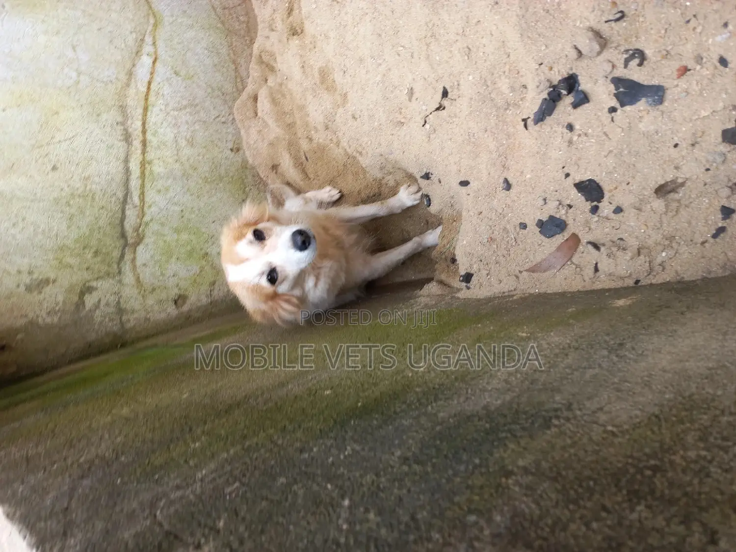 3-6 months Female Purebred Jack Russell Terrier