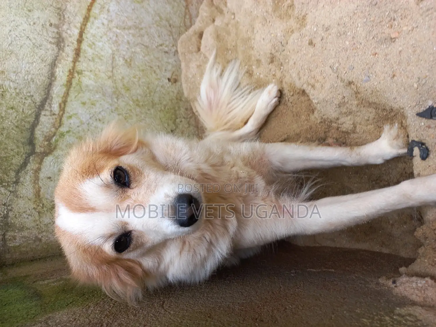 3-6 months Male Purebred Jack Russell Terrier