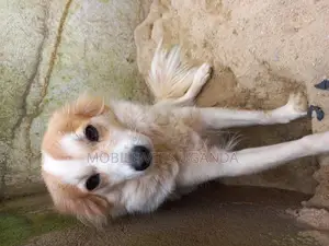 3-6 months Male Purebred Jack Russell Terrier