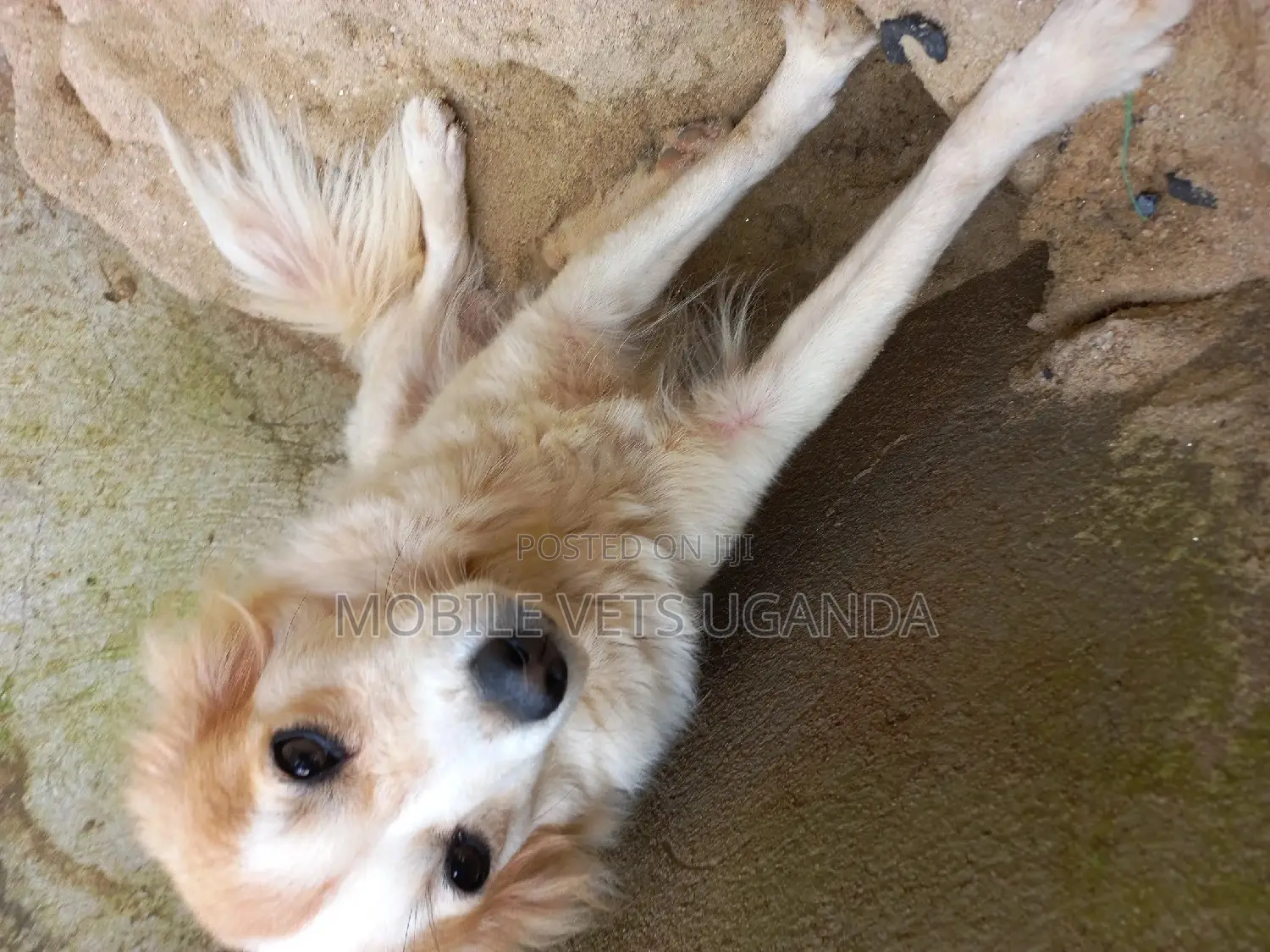 3-6 months Female Purebred Japanese Spitz