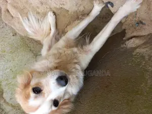 3-6 months Female Purebred Japanese Spitz