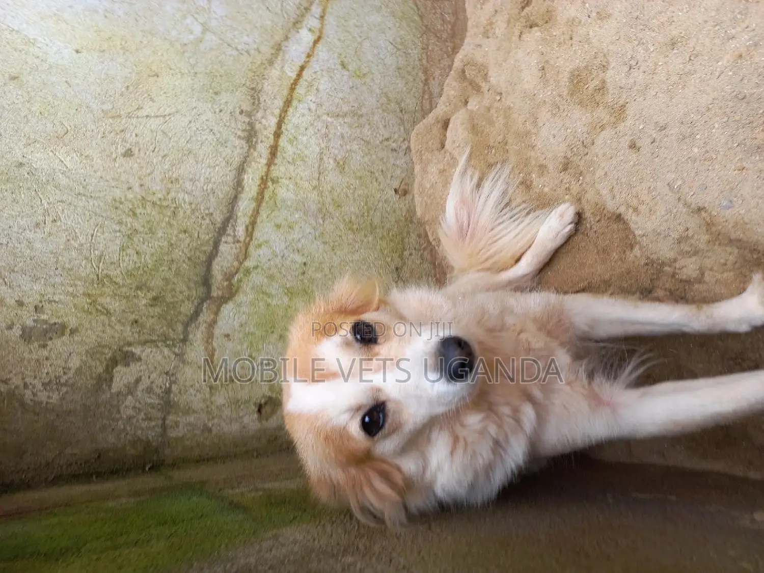 6-12 months Male Purebred Jack Russell Terrier