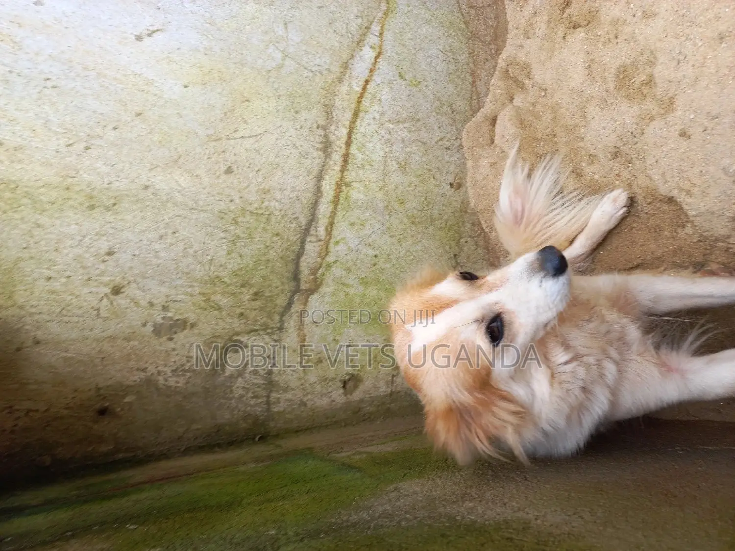 3-6 months Female Purebred Japanese Chin