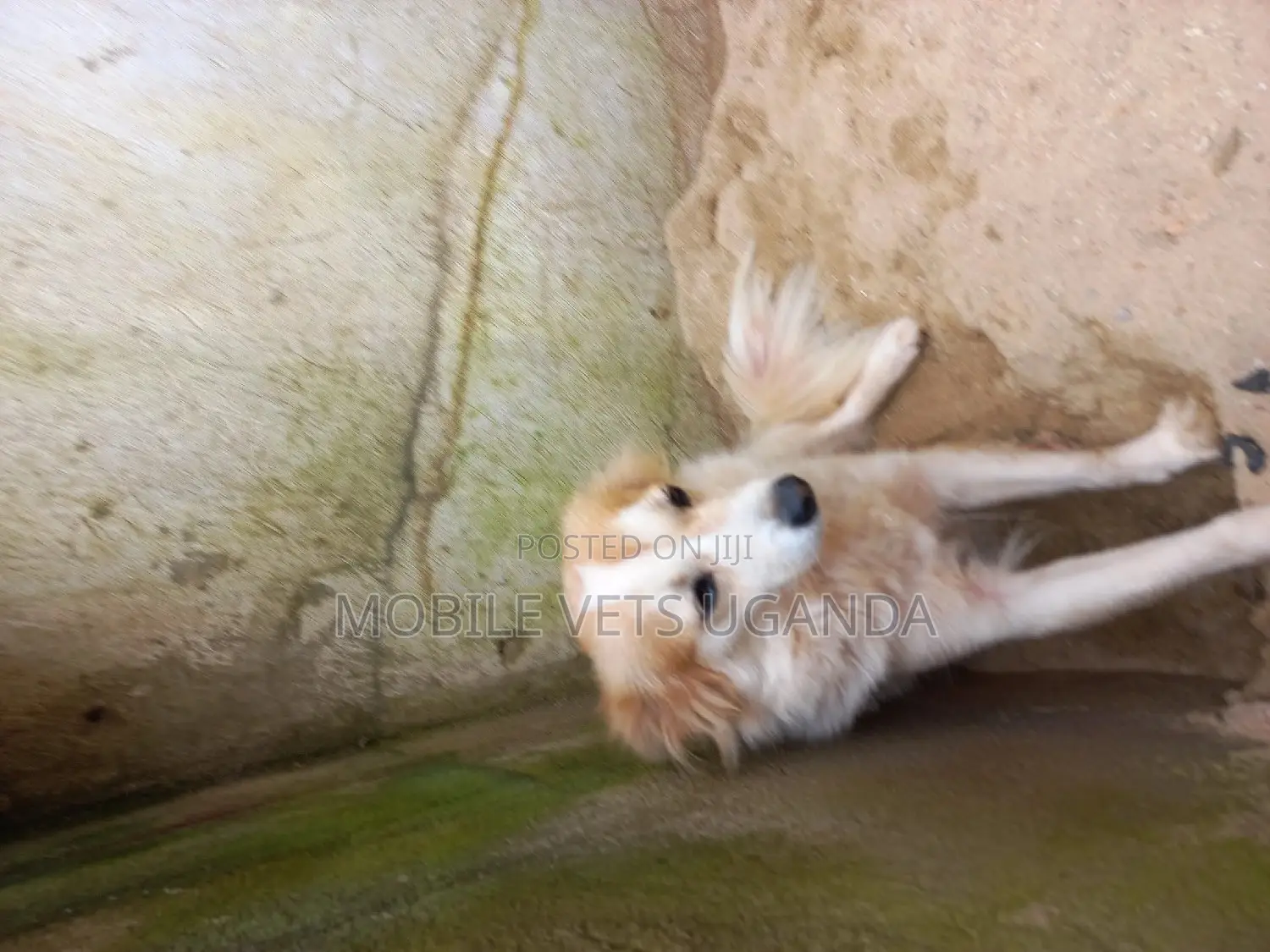 3-6 months Male Purebred Japanese Spitz