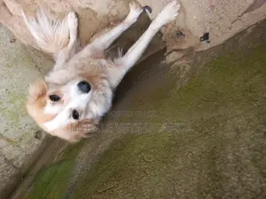 6-12 months Male Purebred Japanese Spitz
