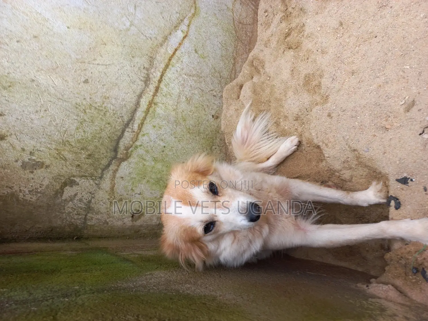 1-3 months Male Purebred Jack Russell Terrier