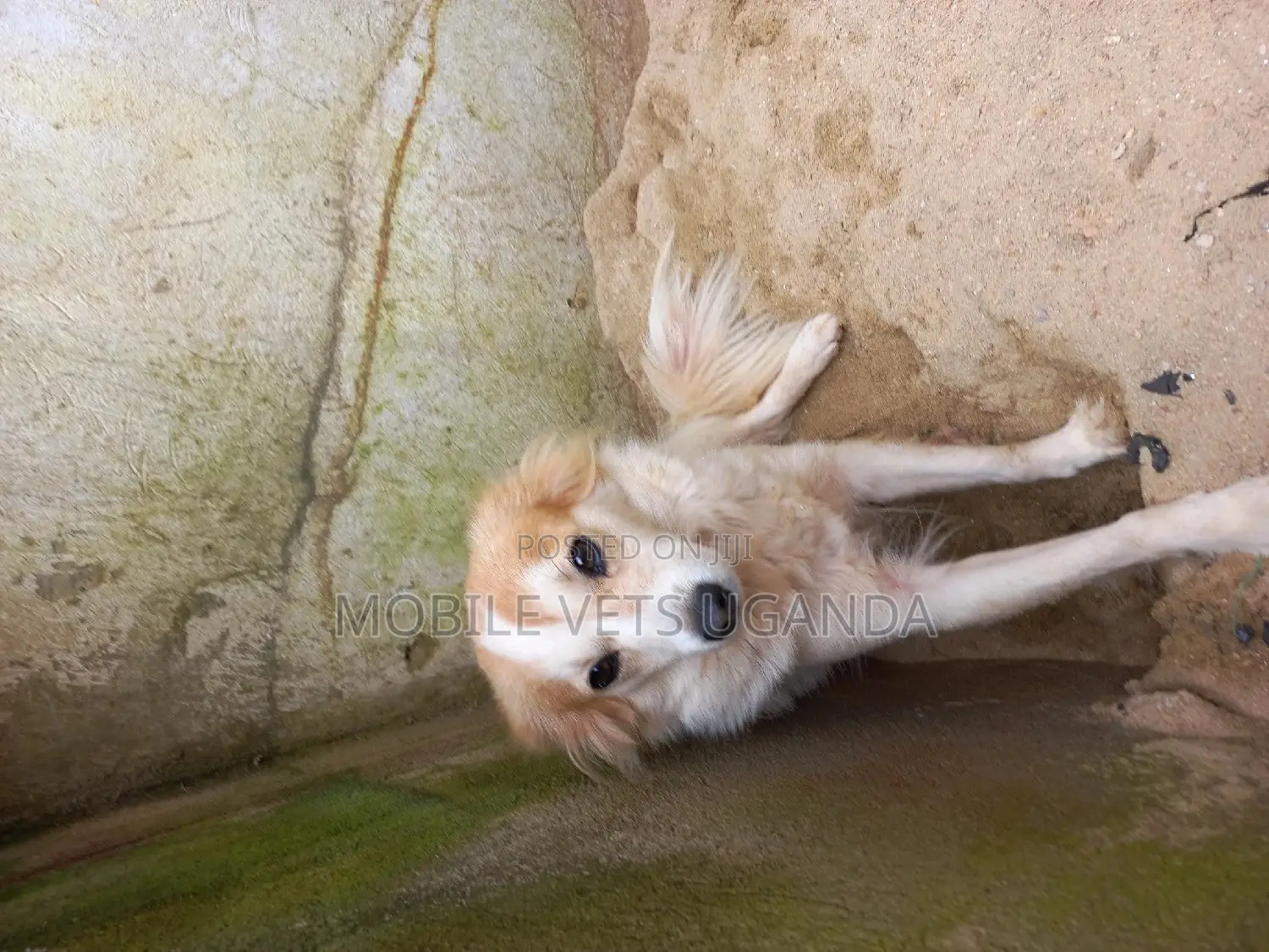 3-6 months Male Purebred Japanese Chin