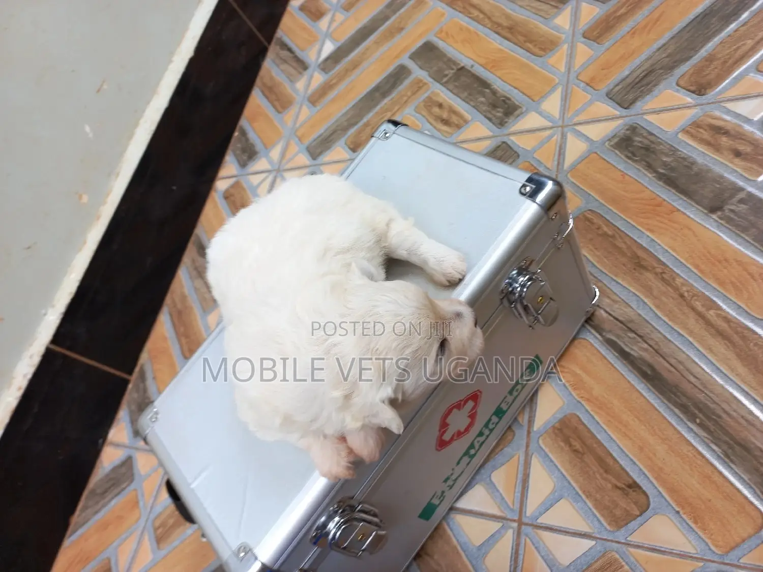 1-3 months Female Purebred Maltese