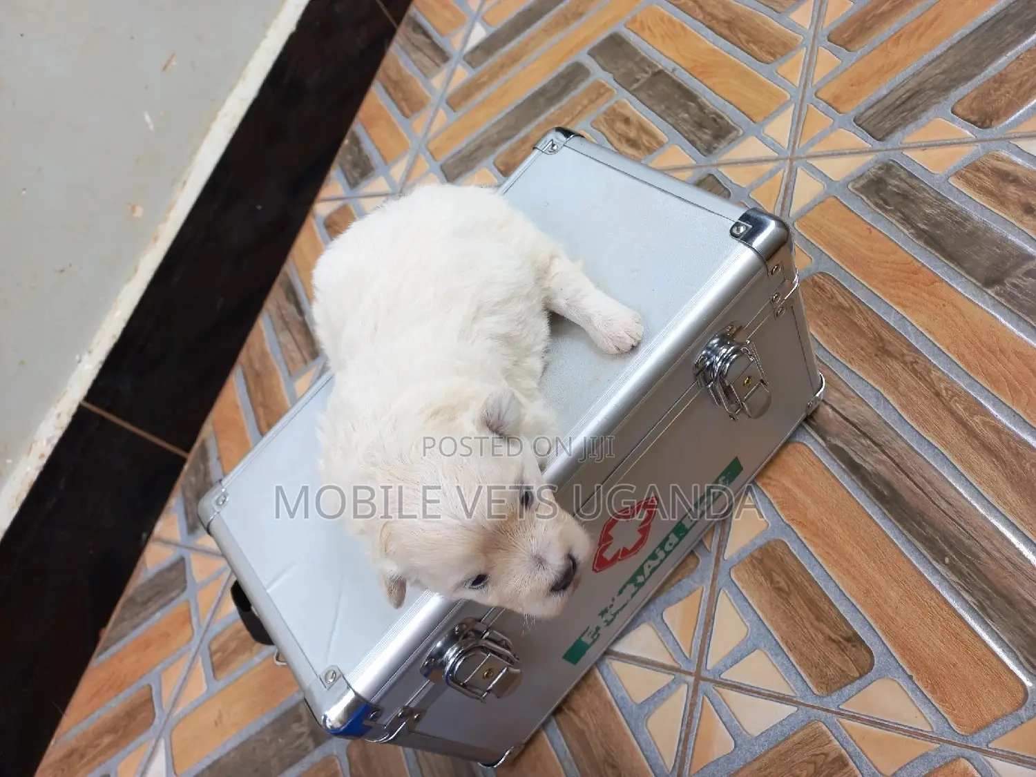 1-3 months Male Purebred Maltese