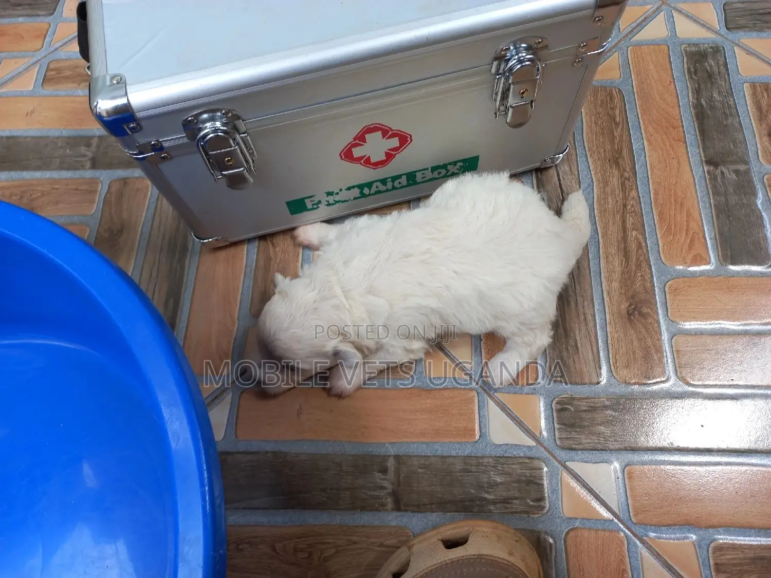 0-1 month Male Purebred Maltese