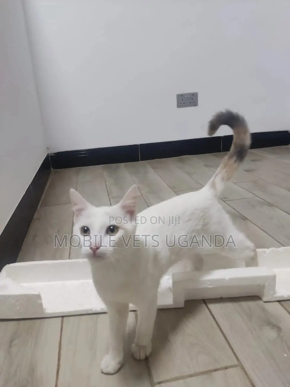 3-6 months Male Purebred American Shorthair