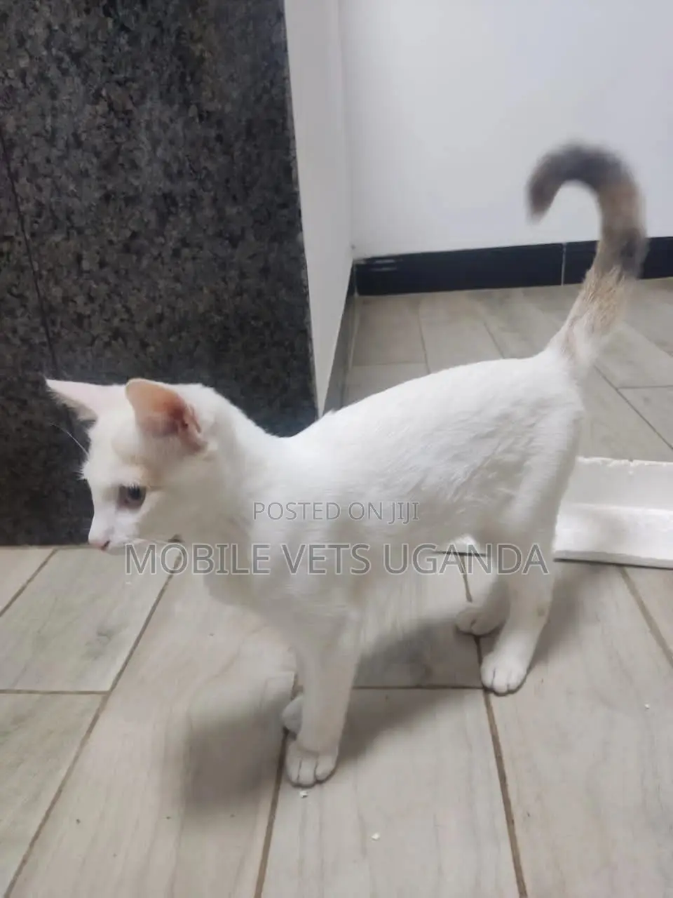 3-6 months Female Purebred American Bobtail
