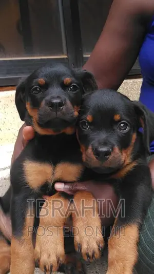 1-3 months Male Purebred Rottweiler