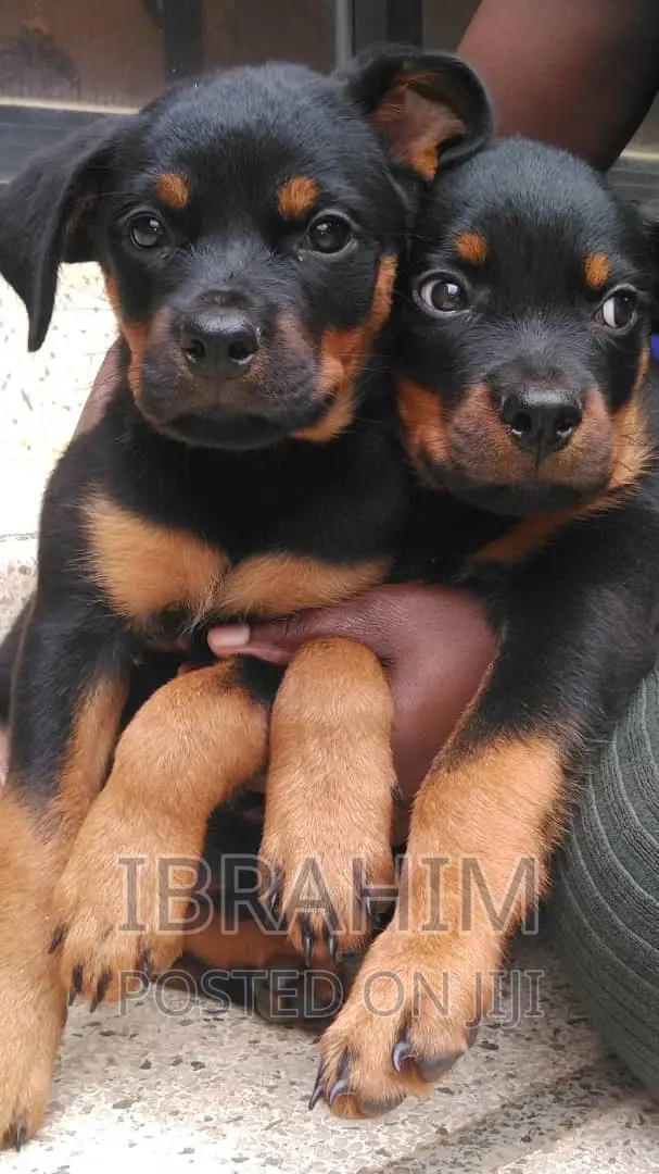 1-3 months Male Purebred Rottweiler
