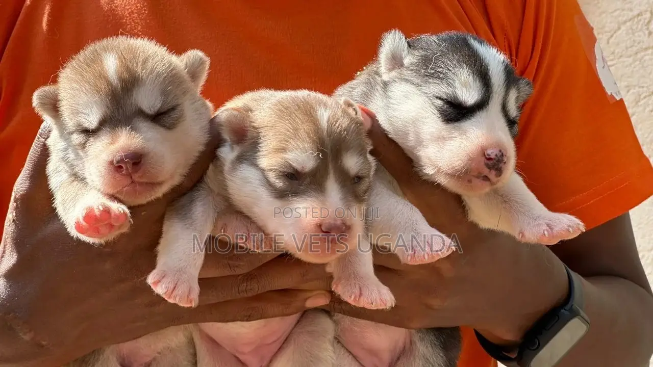 1-3 months Male Purebred Siberian Husky