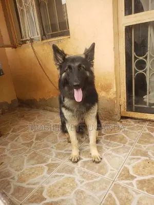 1+ year Male Purebred German Shepherd