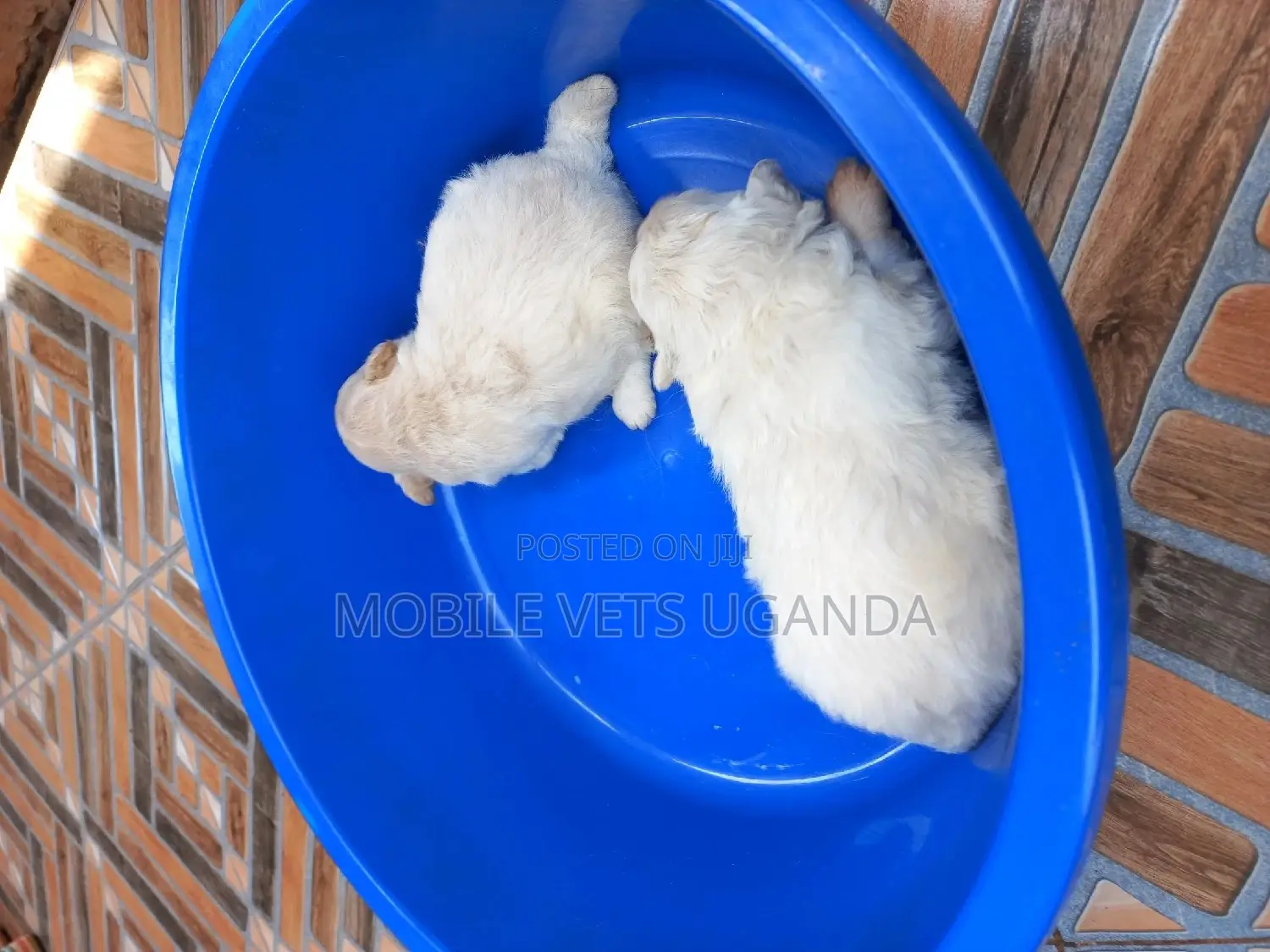 0-1 month Male Purebred Maltese