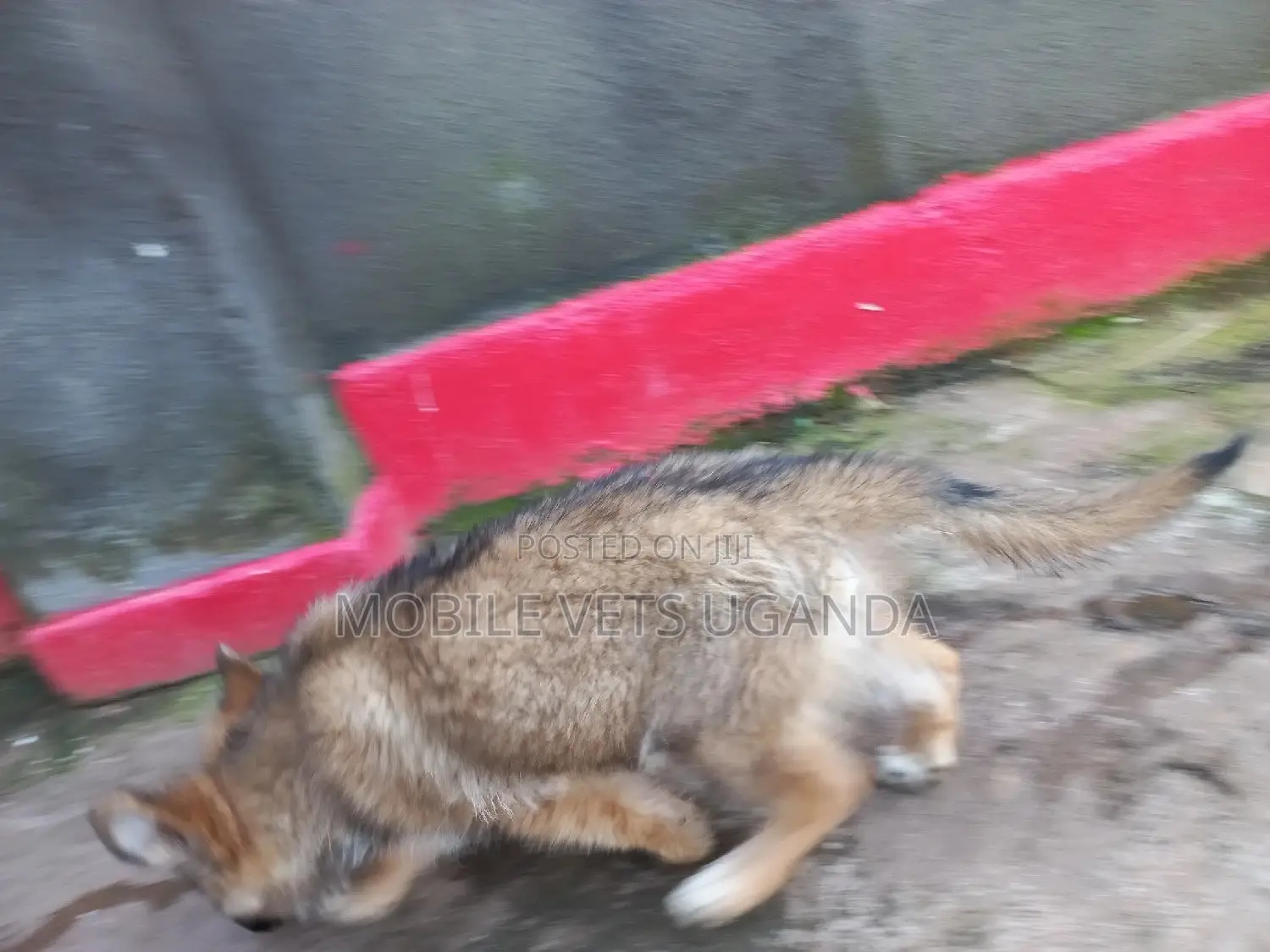 3-6 months Male Purebred German Shepherd