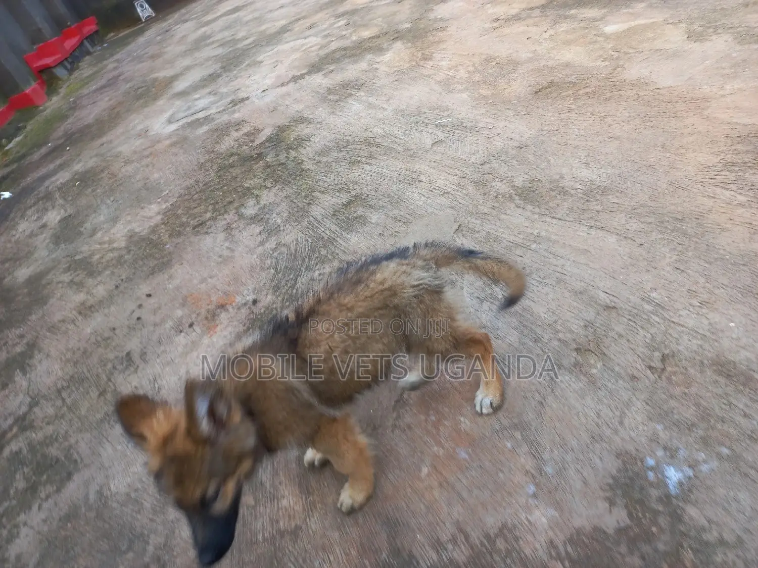 1-3 months Female Purebred German Shepherd