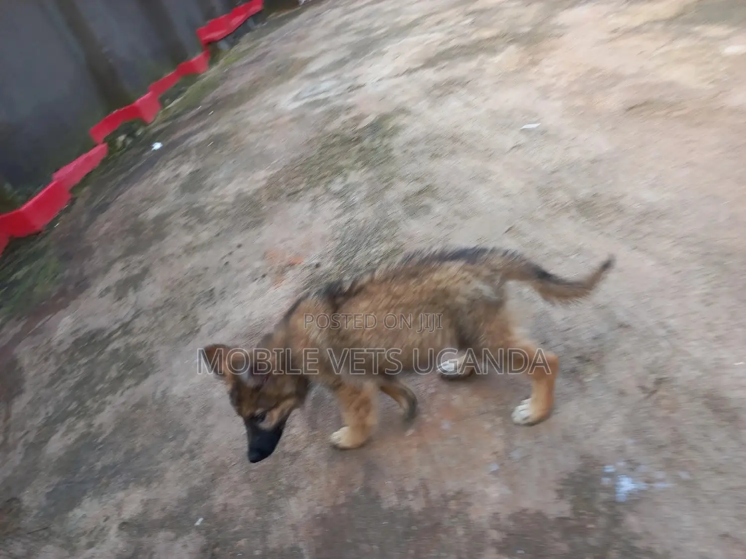 3-6 months Female Purebred German Shepherd