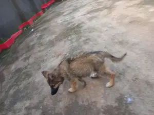 3-6 months Female Purebred German Shepherd