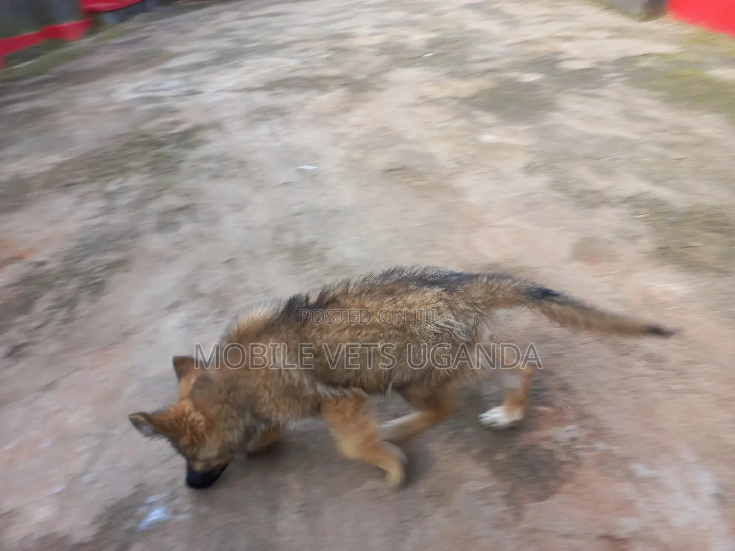 3-6 months Female Purebred German Shepherd