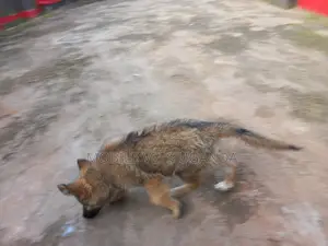 3-6 months Female Purebred German Shepherd