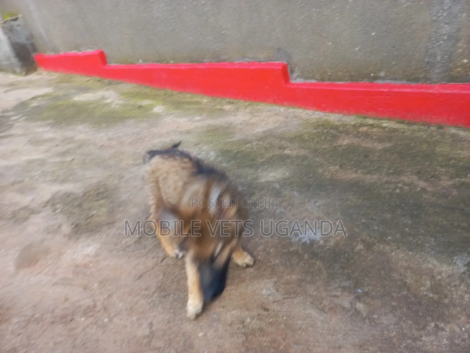 0-1 month Male Purebred German Shepherd