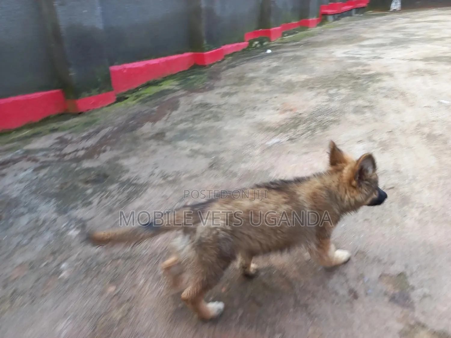 3-6 months Male Purebred German Shepherd