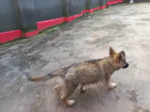 3-6 months Male Purebred German Shepherd