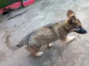 6-12 months Male Purebred German Shepherd